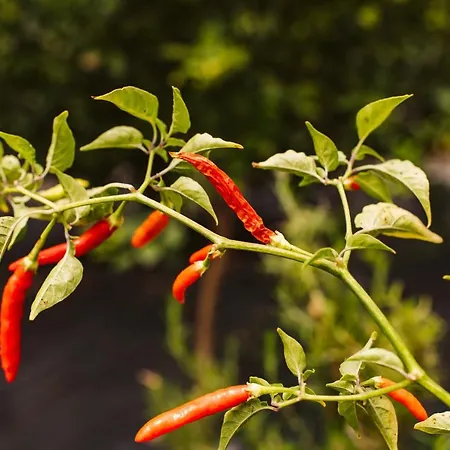 Hébergement de vacances Sunny A & B By Amazing Madeira