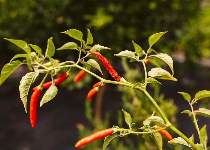 Ferienhaus Sunny A & B By Amazing Madeira